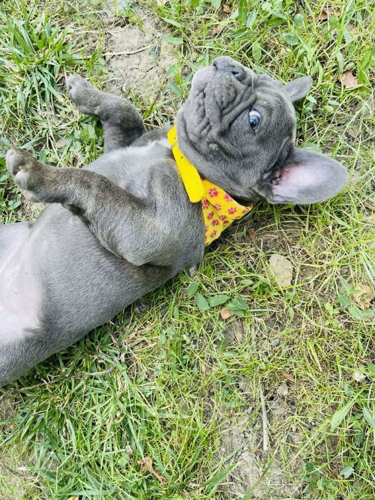 Bulldog francez blue femelă