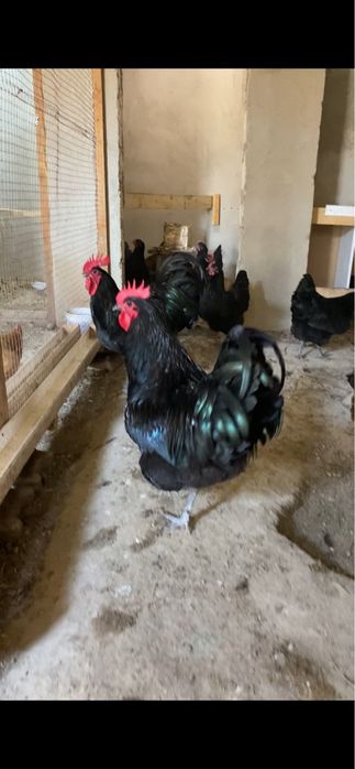 Семейка Джерси Гигант