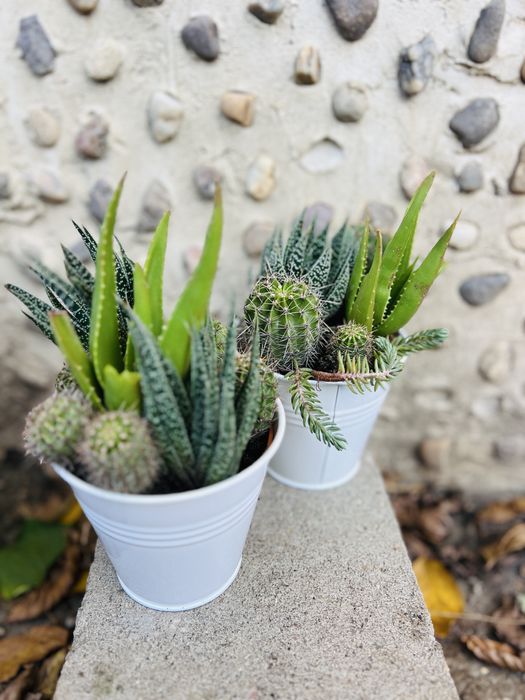 Mix plante suculente