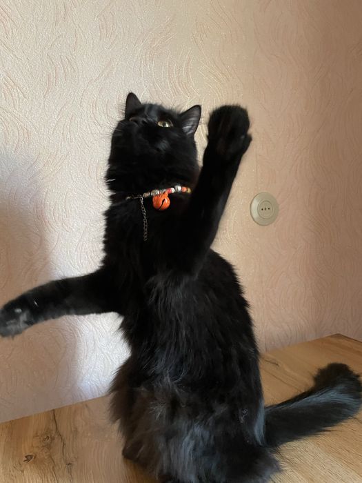 Кошка черная 1,5 года