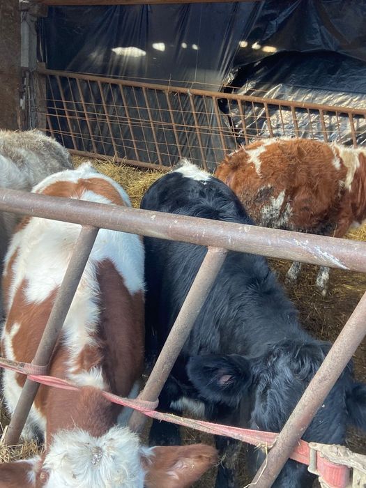 Vand vitele tinute pe boxa cu media 200 +