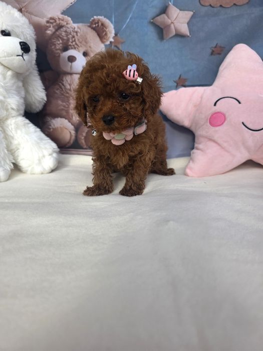 Той пудел/Poodle toy/Момиче с документ за произход
