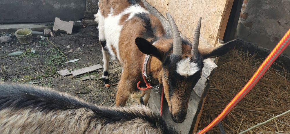 Vând o capra și o iada ambele gestante