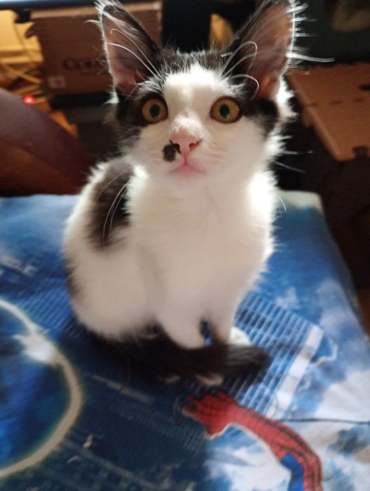 Pisicuți spre adopție