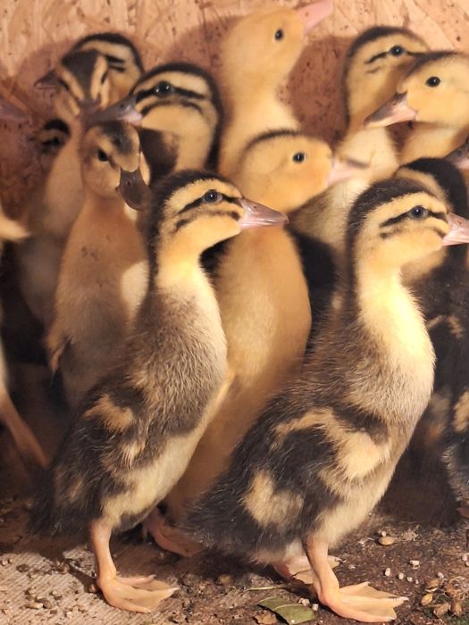 Башкир үйректің балапандары сатылады.