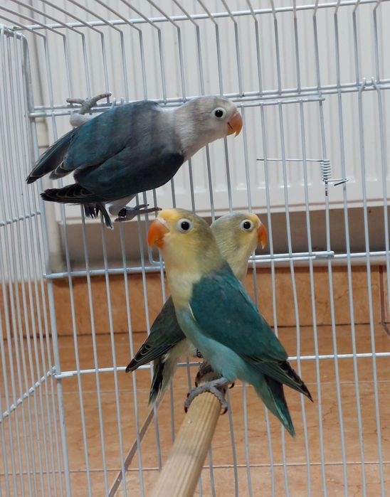 Agapornis Fischer maturi si pui diferite culori