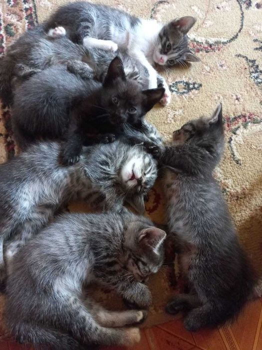 Котята 2 месячные