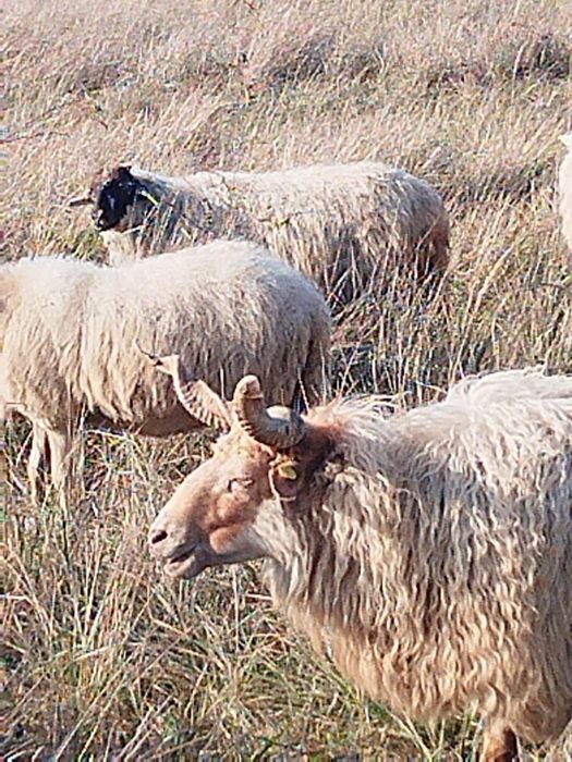 Vand 140 de oi Ratka majoritatea, și metis