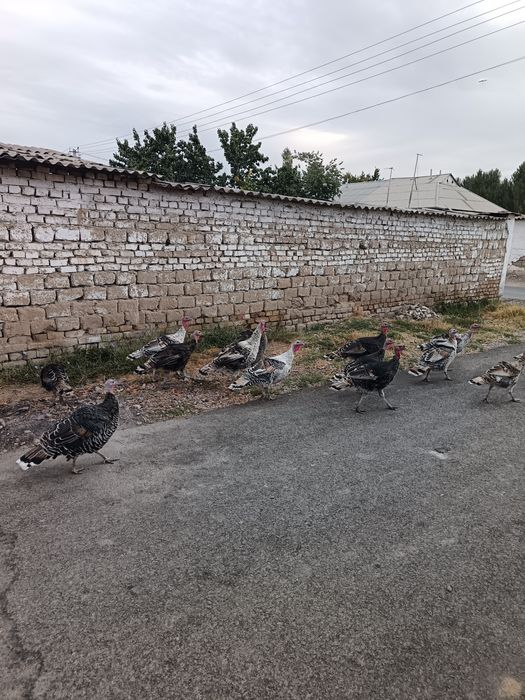 Куркалар бор Индюк