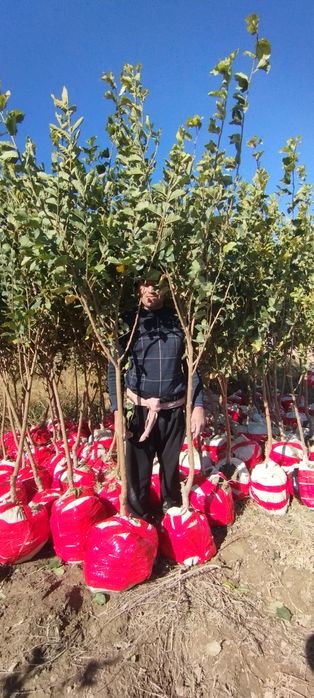 Qayragʻoch va Sada Qayragʻoch ( Gujum ) koʻchatlari