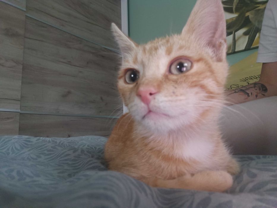 Garfield își caută căsuța