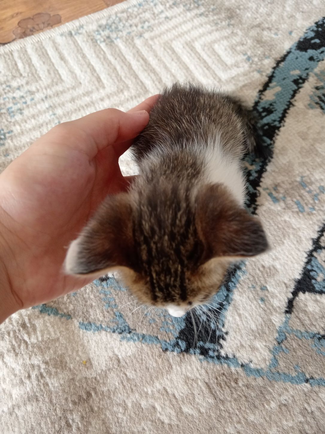 Продаётся кошки отдам даром