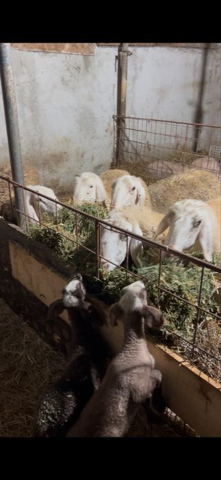 Vand 120 de oi si 3 berbeci tigaie sarbeasca