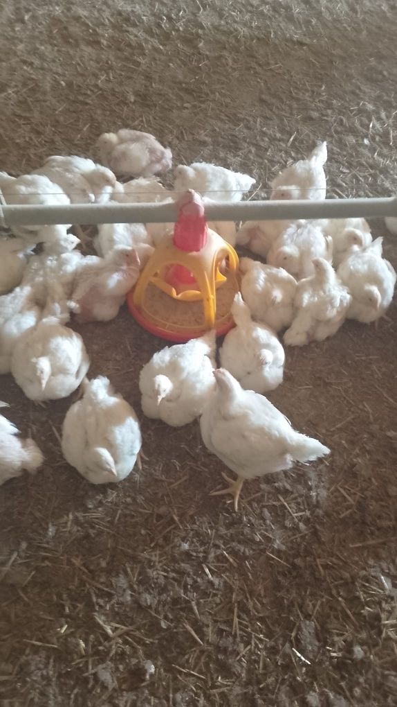 Pui albi de carne și rasa mixta