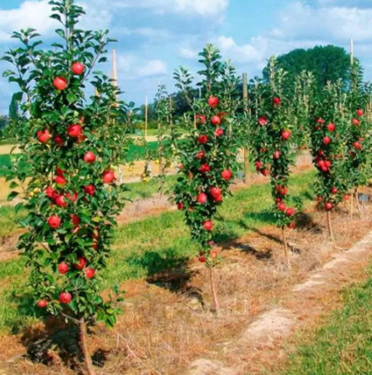 Pomi columnari calitate garantata