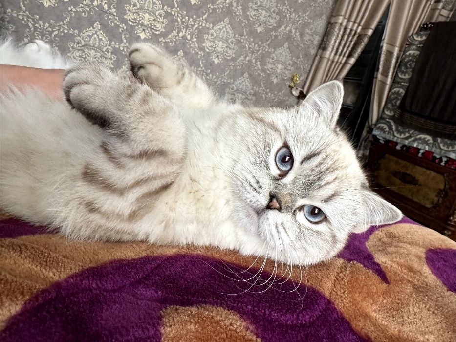 Вязка красивого кота серебристый шиншила