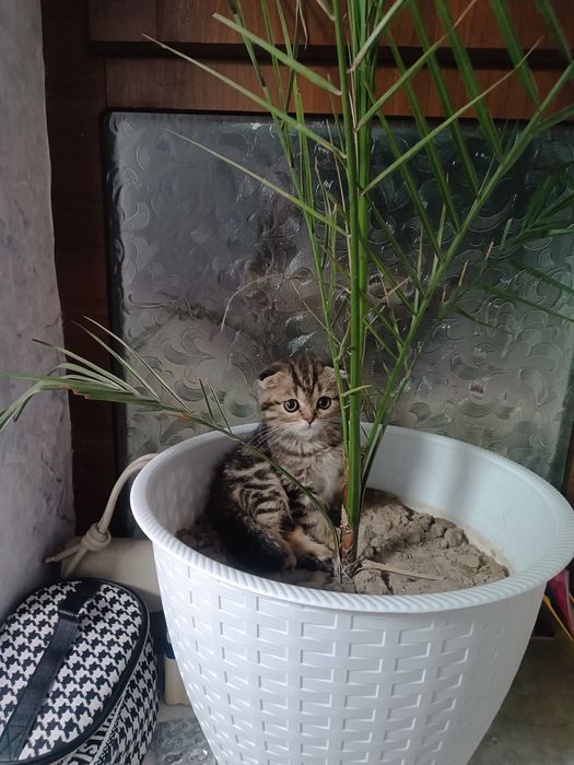 Mramr fold ogl dombo