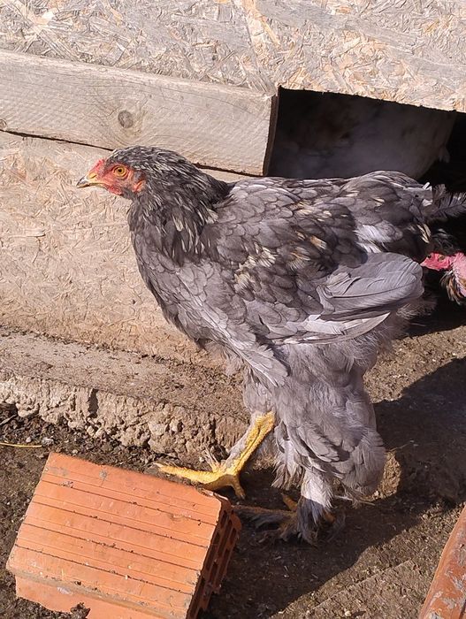 10 brahma de anul acesta