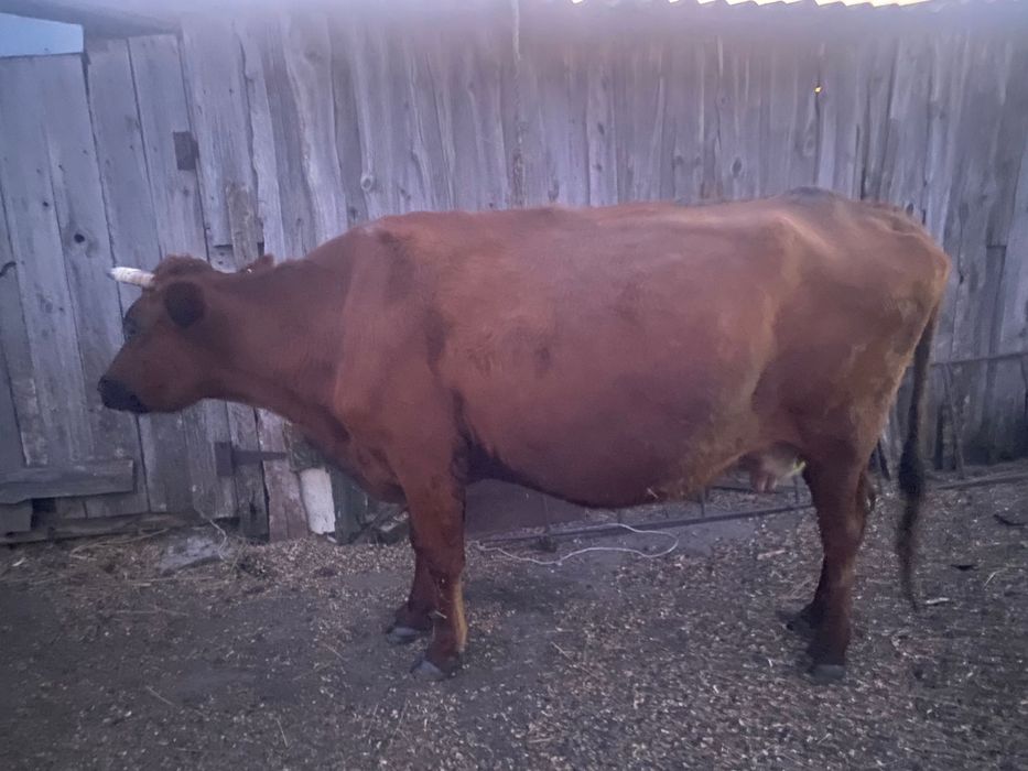 Продам дойную корову