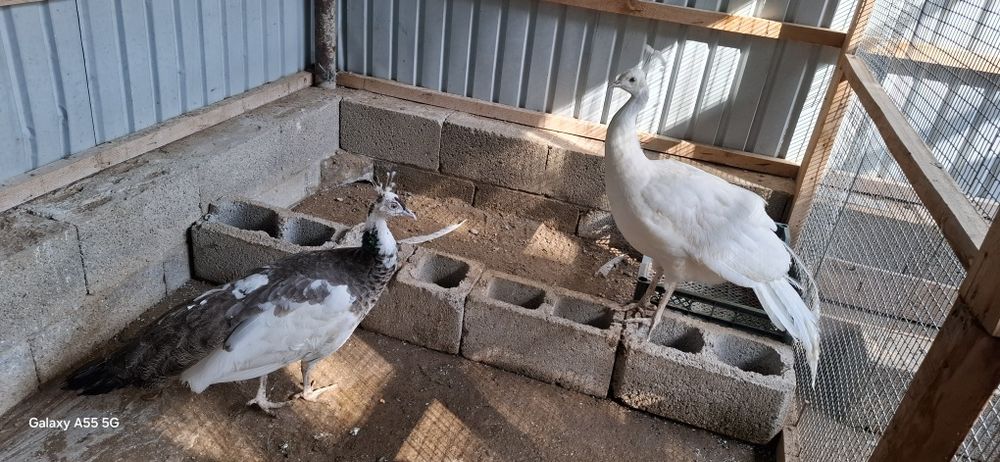 Продам павлинов разных видов и возрастовпропр