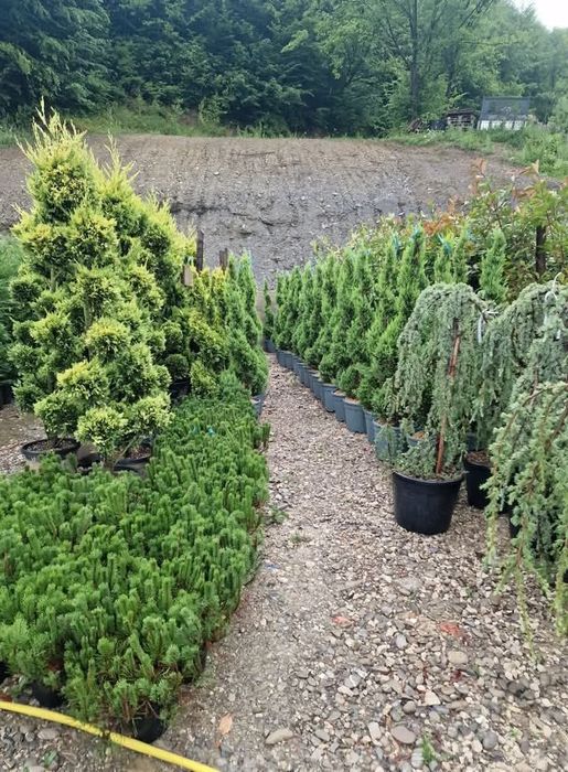 Plante Decorative mesteacăn Lylandii Tuia Brazii