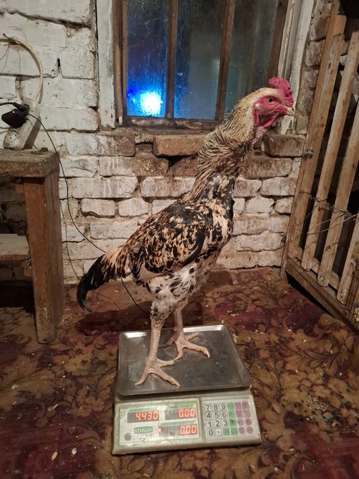 Дакан жужики продам