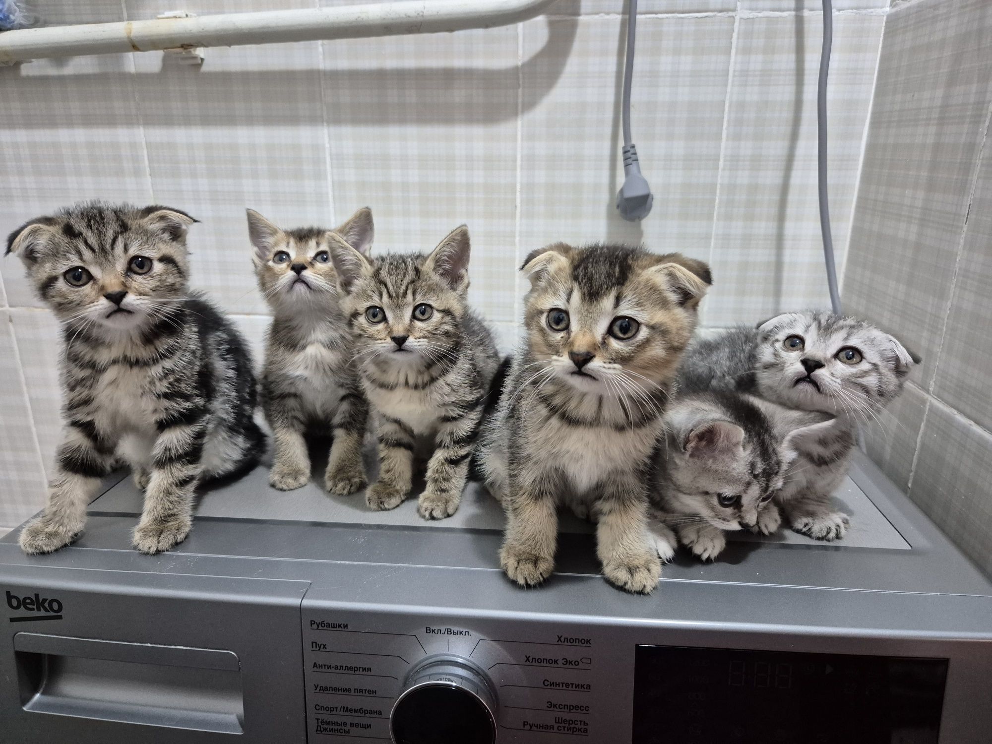 Продаются породистые котята Скоттиш фолд и страйт. 2 месячные.