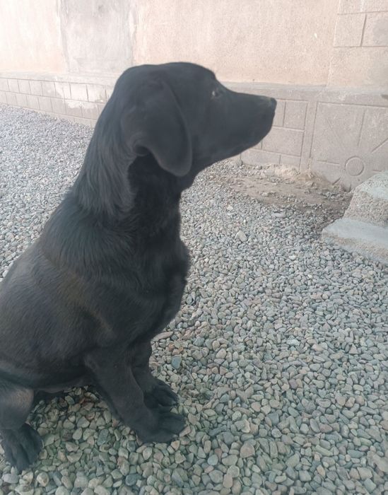 Lablador bolasi ,лоблодор