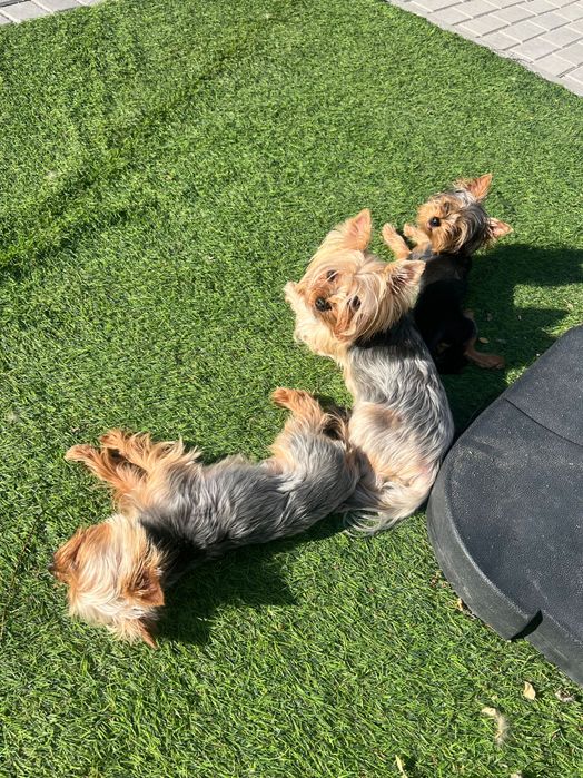 Кученца мини корки