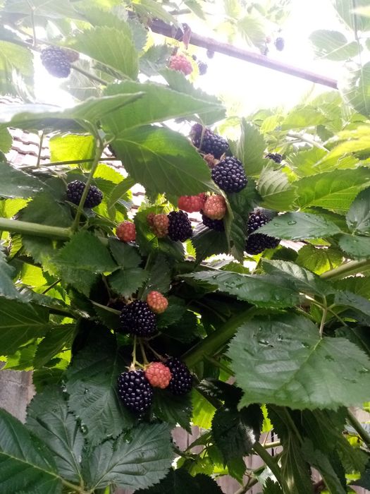 Drajoni   zmeura soi vechi aromat si mure fara tepi  livrare gratis CJ