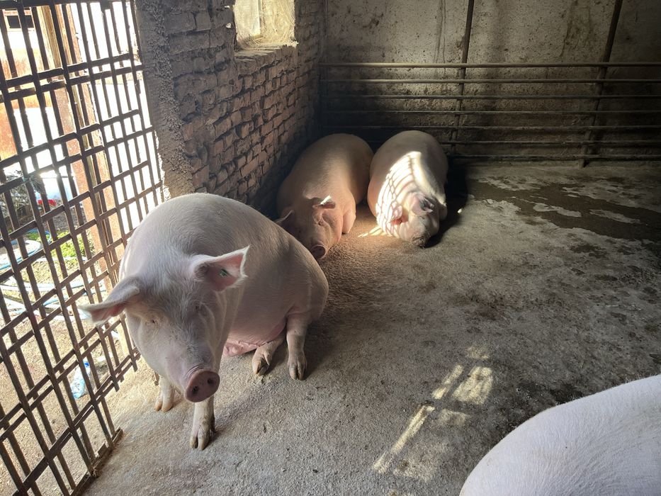 Продавам домашно гледани прасета 12лв/кг трупно