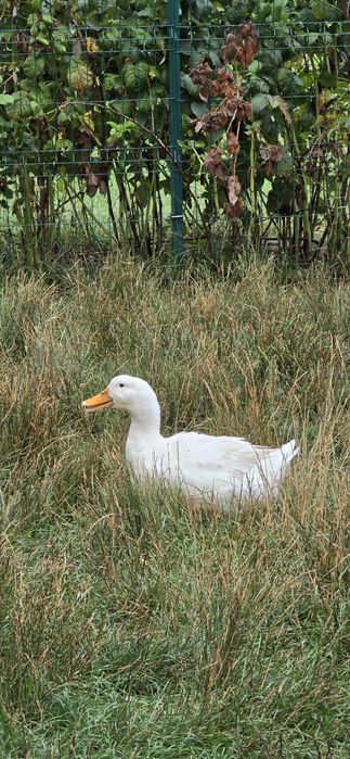 Vand rate Pekin romanesti tinere