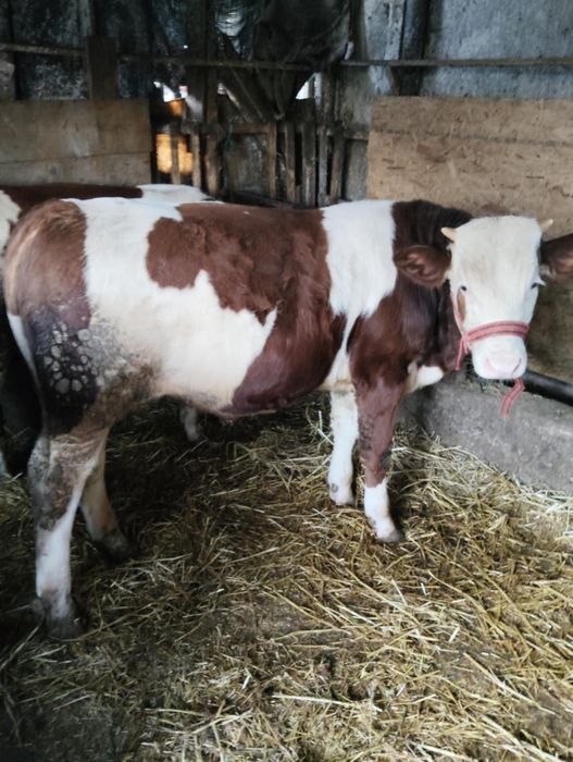 Vând 5 tăurași de rasa bălțată românească