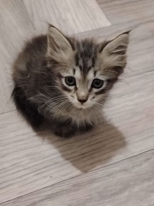 Hadiyaga beriladi 2. 5oylik