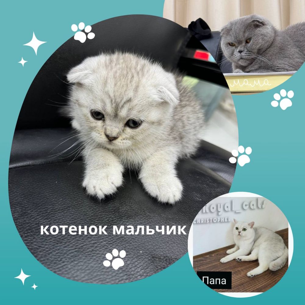 Котенок мальчик