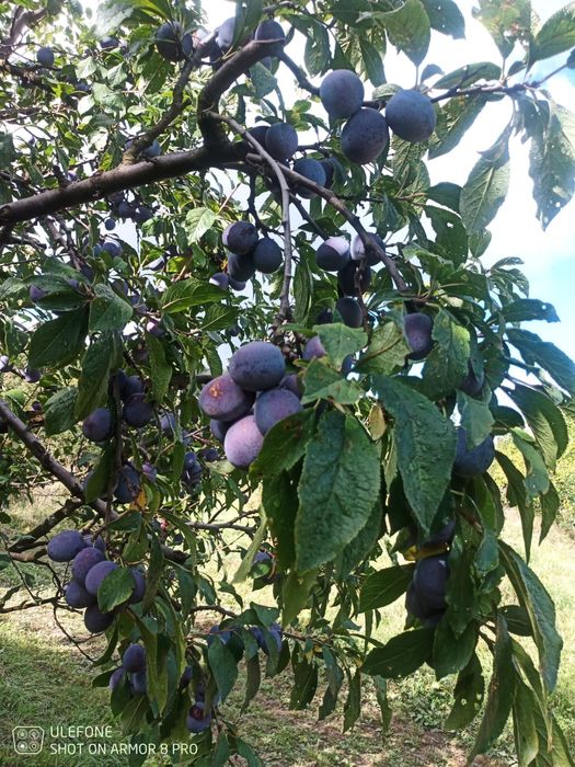 Prune pt dulceață și compot