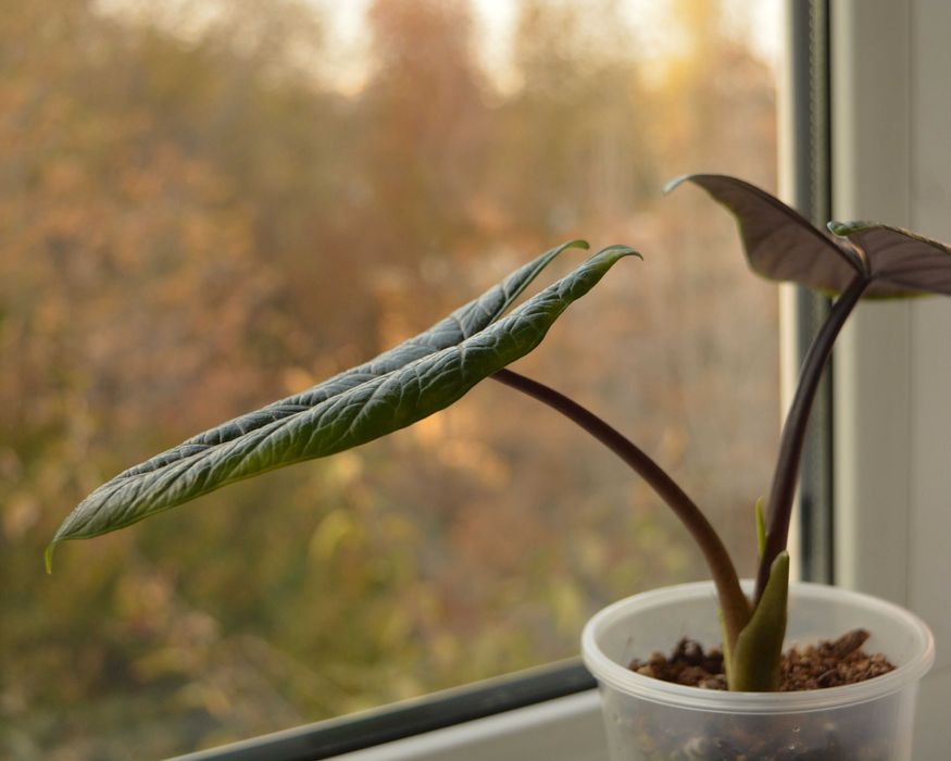 Распродажа коллекции Алоказия Скальптрум (Scalprum)