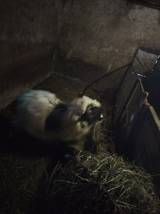 Vând berbecuț pentru ținut