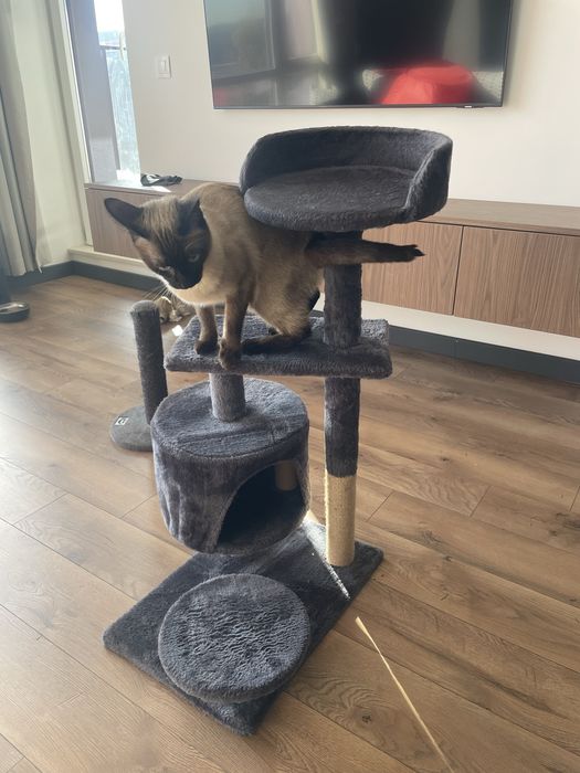 Котешка катерушка