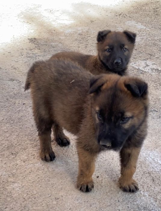 Белгиский овчарка сатылады немесе бартер бар 1.5 айлык еркек и ургашы