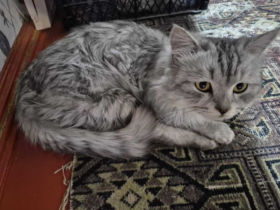 Отдам котика в добрые руки