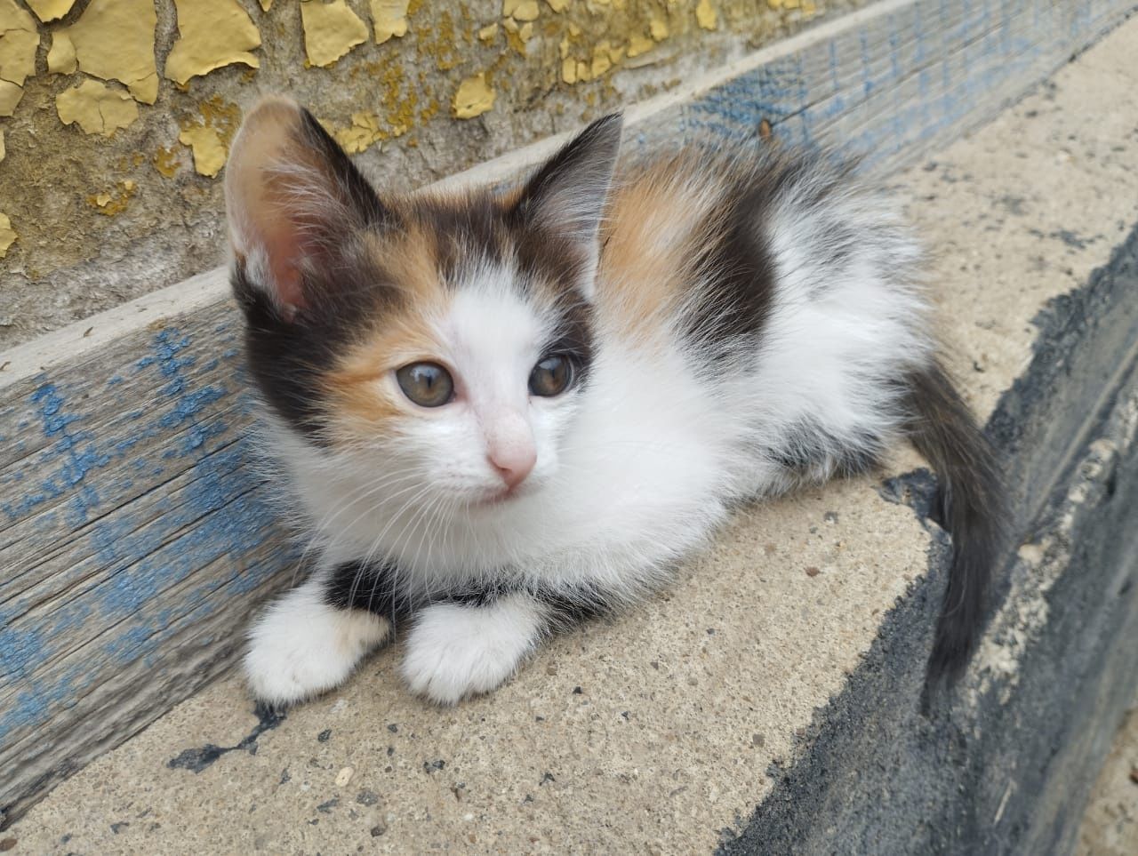 Котенок девочка 3 месяца мышелов