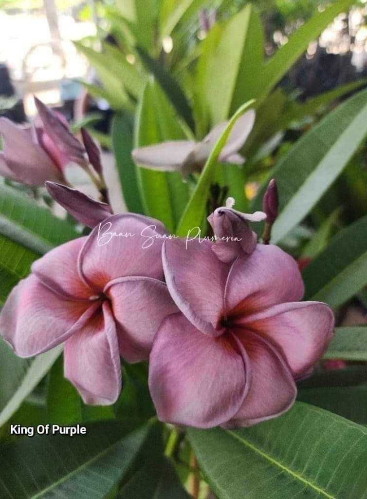 Plumeria din butasi