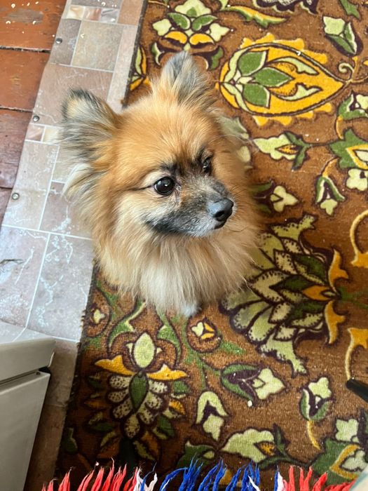 Отдам собаку шпиц