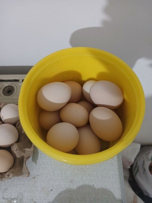 Honaki tovug tuxumlari sotiladi uruglangan donasi 3 ming