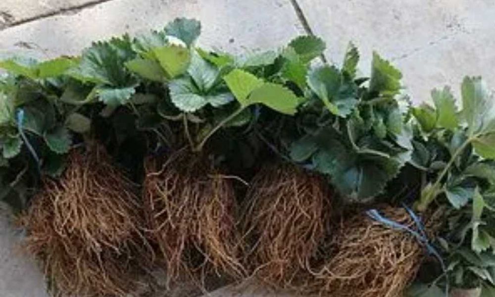 Предлагам ягоди ималини эа всеки земеделец.