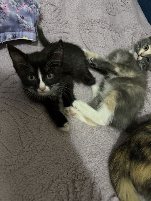 Кошечки 2 месяца