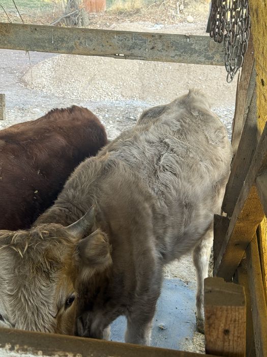 Продам телку стоит на