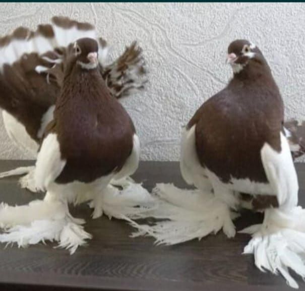 Продам голубей пара