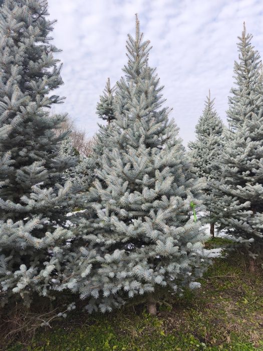 Продаем голубые ели, сосны, туи . скидки 30%, 50%